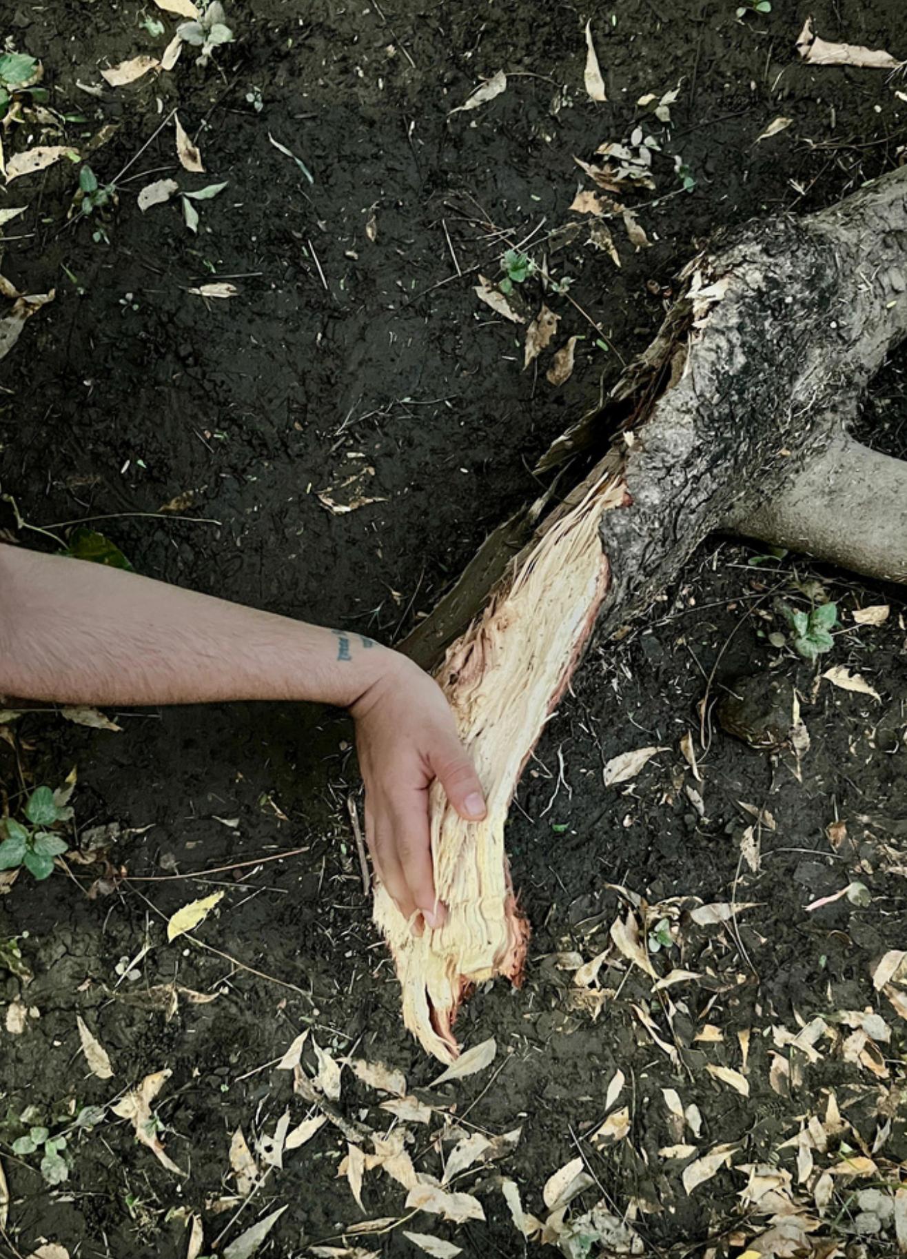 Hand touching fallen tree trunk