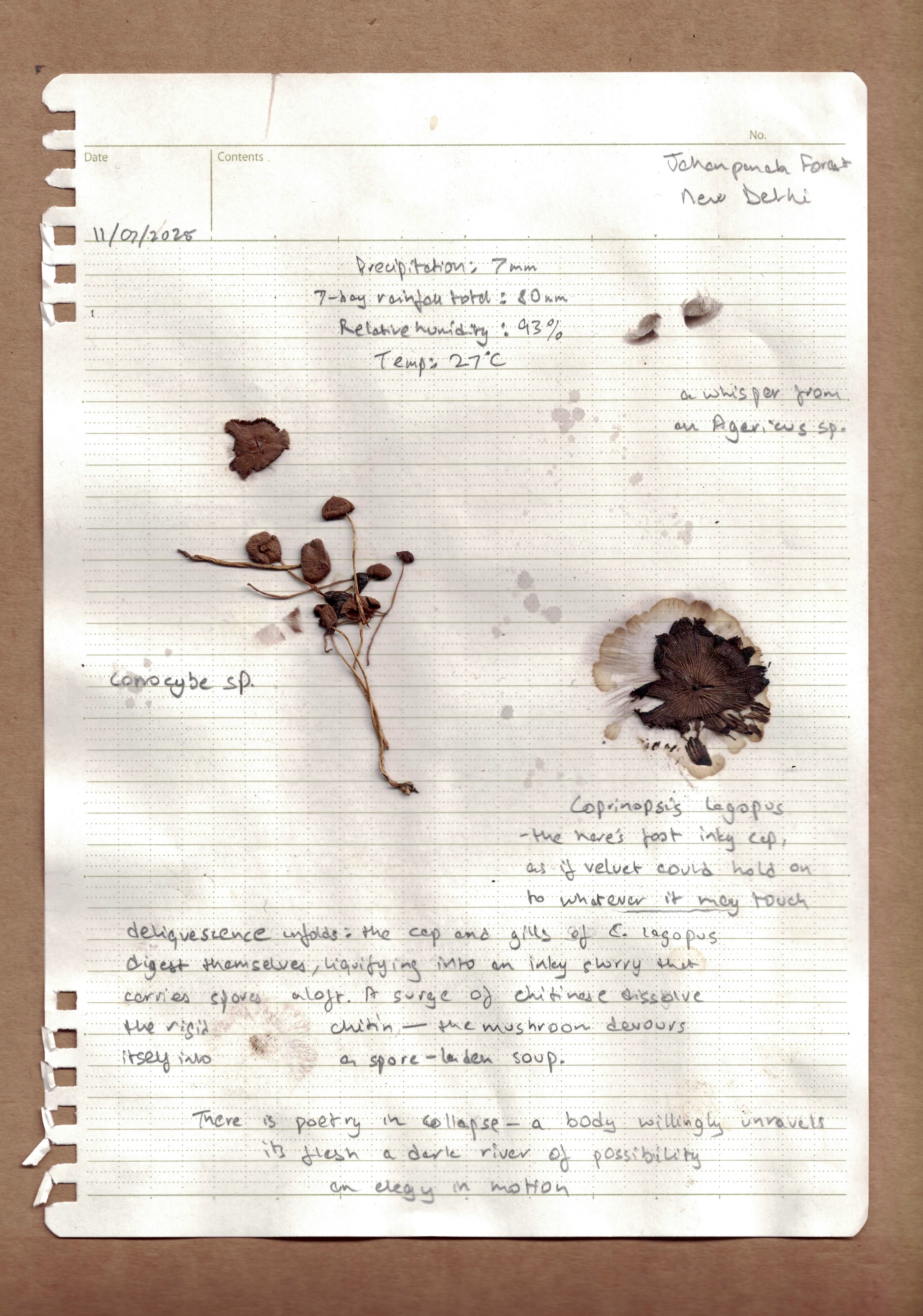 Notebook page with handwritten notes and attached fungal specimens