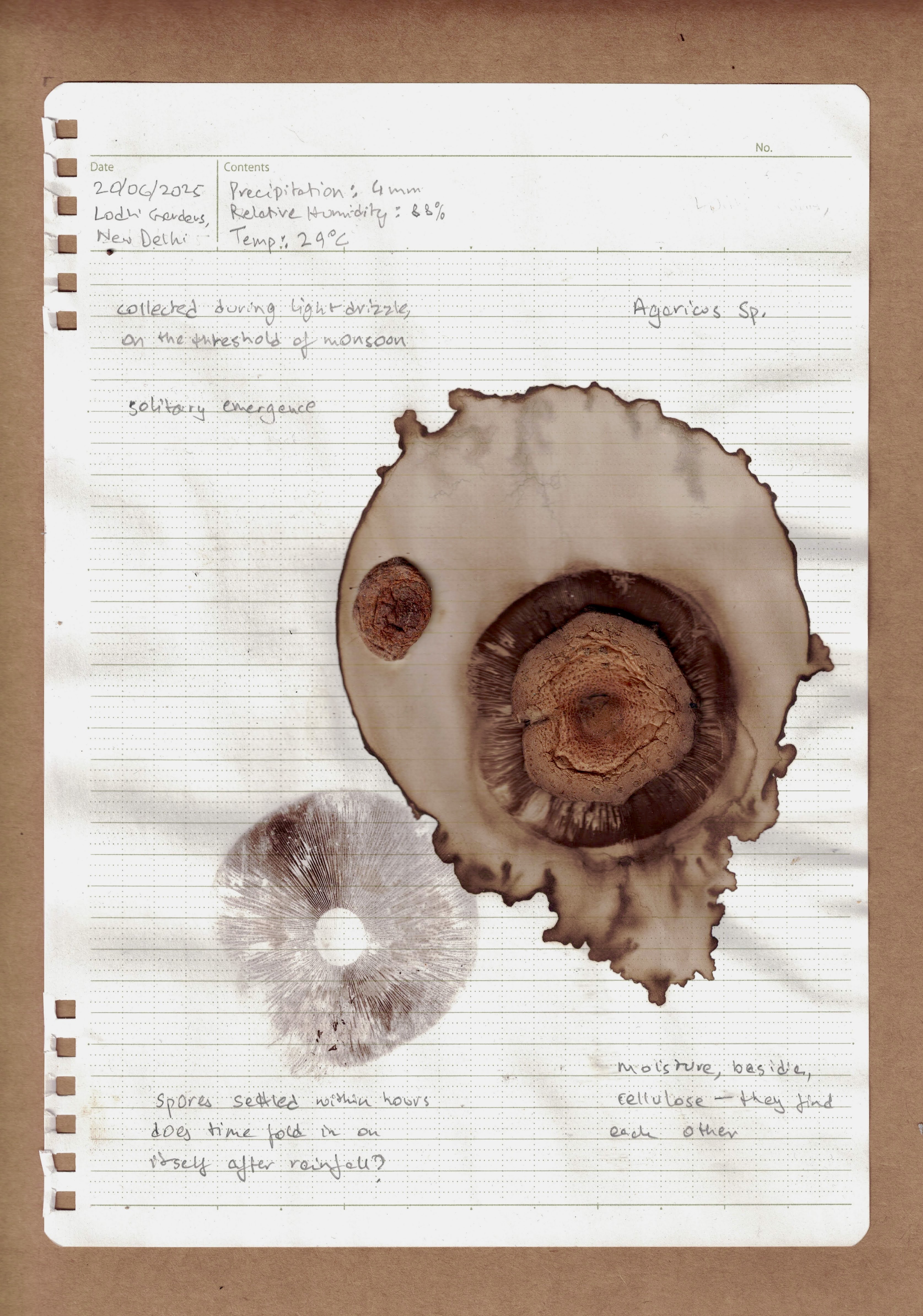 Page with large fungal specimen and decomposition stains
