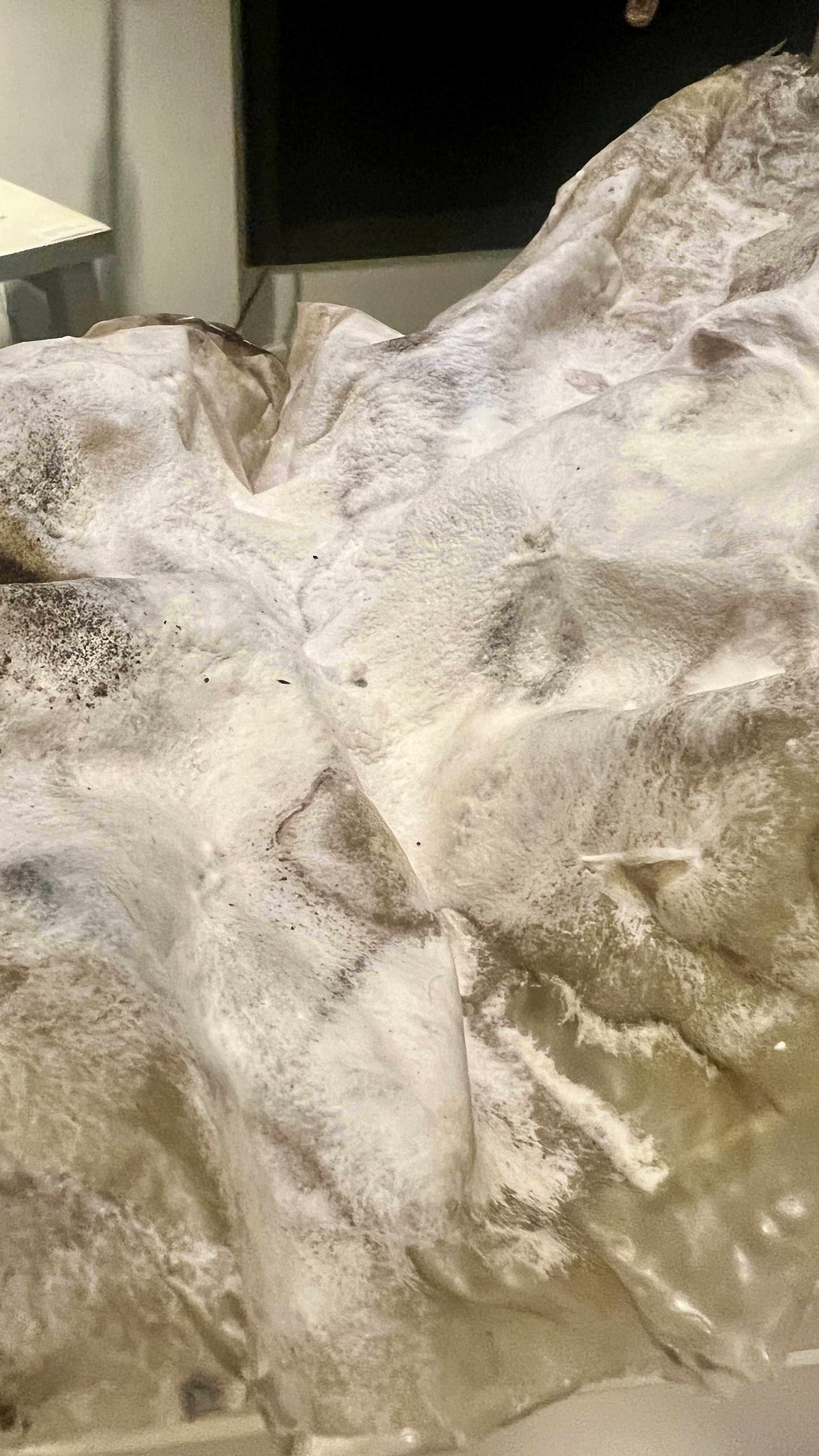 Surface detail revealing molds and bacterial colonies