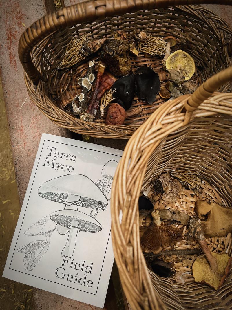 Group of participants examining mushrooms growing in an urban setting